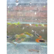 Peces Lebistes Juveniles Por Pareja A Elejir-no Envio