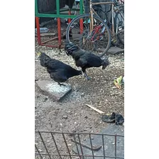 Huevos Fértiles Cemani