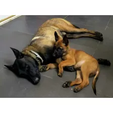 Cachorros Pastor Belga Malinois