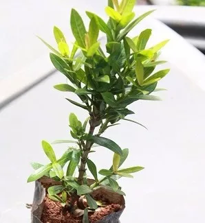 Muda De Ixora Rosa Mini ( Ixora Anita ) 8 A 20cm R$ 20 em Curitiba - Paraná  | Mebuscar Brasil