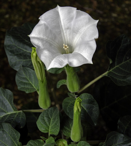 Semillas De Datura Metel Flor Trompeta Blanca