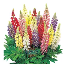 30 Semillas De Lupinus