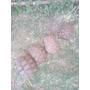 Primera imagen para búsqueda de tortugas de tierra en venta