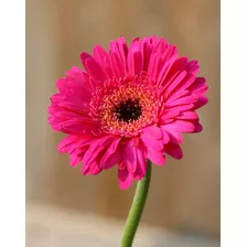 Semillas De Margarita Gerbera Rosa Intenso. Hermosa Flor