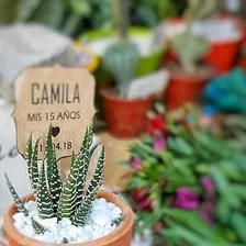 10 Mini Cactus Y Suculentas Souvenir, Bodas Cumple Isiflor