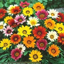 Semillas De Flores Gazania. Mix Colores (100 Uds.)