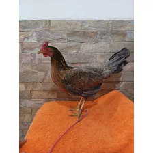 Gallinas Para Cria