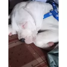 Dogo Argentino 