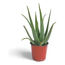 Planta Planta Medicinal Aloe