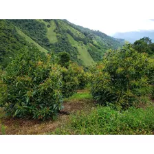 Gangazo!! Se Vende Finca Aguacatera 