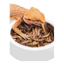 Zophobas X 1000 Alimento Vivo Gusanos Gecko Pogona Envios