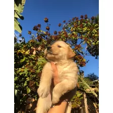 Golden Retriever 