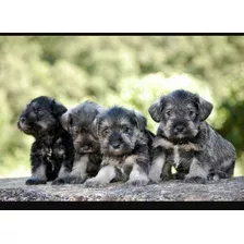 Schnauzer Miniatura Sal Pimienta 