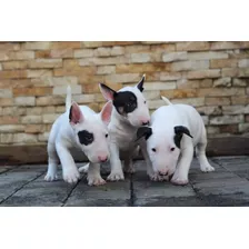 Cachorros Bull Terrier 100% Puros 