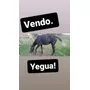 Primera imagen para búsqueda de venta de caballos en mendoza mansos