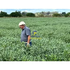 39 Hectáreas Y Media Con Casa, Galpón , Cañada