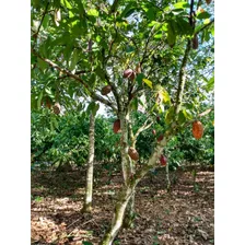 Te Vendo Hermosa Finca En Monte Plata