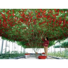 200 Sementes Tomate De Árvore Italiano Gigante Frete Grátis!