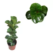 Bela Muda De Ficus Lyrata Bambino Perfeita Para Apartamento 