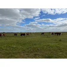 Campo En El Departamento De Lavalleja