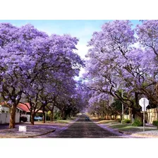  Raizes De Paulownia (kiri Japones) 