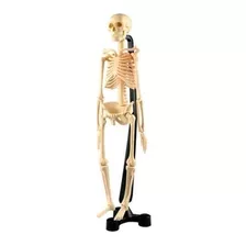 Modelo De Esqueleto Con Soporte