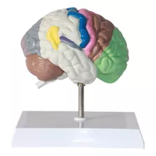 Cerebro Hemisferio Derecho- Modelo De Anatomía Humana