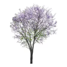 600 Sementes Paulownia Tomentosa - Kiri + Frete Registrado