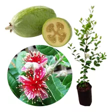 Muda De Feijoa Goiaba Da Serra Pronto Plantio