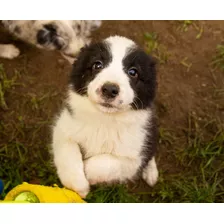 Tiernos Border Collie Inscritos Kennel Club