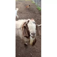 Chivo Cabra Boer Puro Adulto 