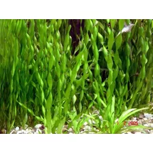 Vallisneria Espiral Planta Acuatica Pecera Acuarios