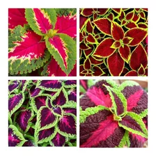 Semillas De Cretona - Coleus X 100 U.