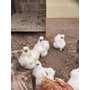 Primera imagen para búsqueda de gallina