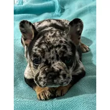 Bulldog Frances Exótico Merle. Mini