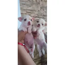 Cachorros Chihuahua Cabeza De Manzana