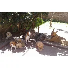 Guardería Canina Pensionado Familiar Adiestramiento Canino