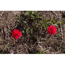 Fotografía De Dos Flores Rojas Silvestre