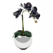 Planta Orquídea Negra, Nueva Variedad, Mas Regalo