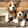 Tercera imagen para búsqueda de perros beagle