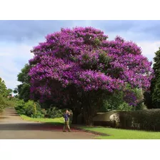  Frete Grátis Quaresmeira Roxa Sementes Flor Para Mudas