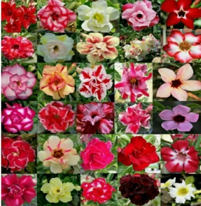 100 Sementes Rosa Do Deserto Importadas Tailândia  