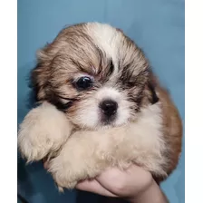 Cachorro Shih Tzu Miniatura Garantia De Pureza
