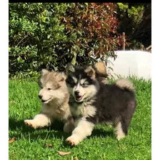 Cachorro Alaska Malamute 