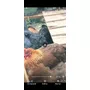 Tercera imagen para búsqueda de gallinas brahma gigantes