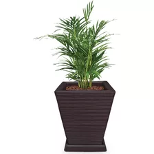 1 Vaso + Prato P/ Planta Rafia Bambu Lirio Palmeira Q 45x35