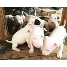 Cachorros Bull Terrier 100% Puros