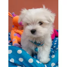 Cachorritos Bichon Maltes Mini Toy