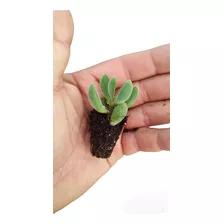 Mini Cactus Suculentas Enraizadas Pack X50 Envios Isiflor