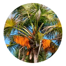 5 Mudas De Palmeira Buriti Do Cerrado (mauritia Flexuosa)